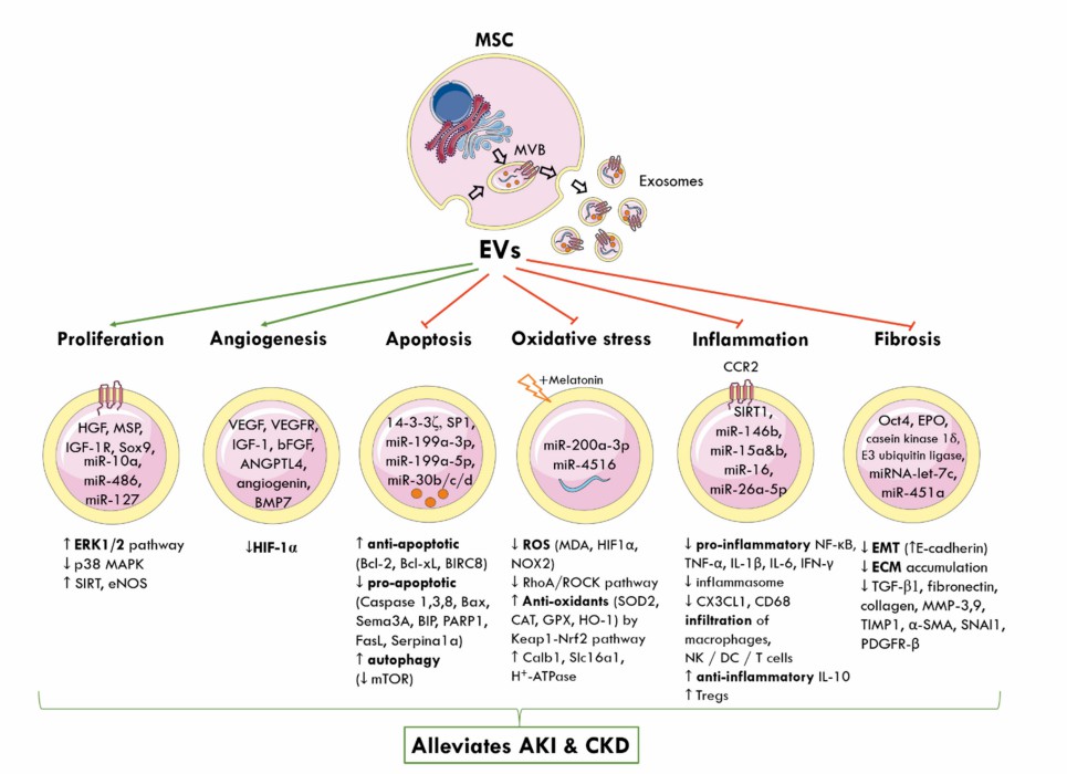 Fig.1 SC-Exo aids kidney protection in both acute and chronic kidney conditions.